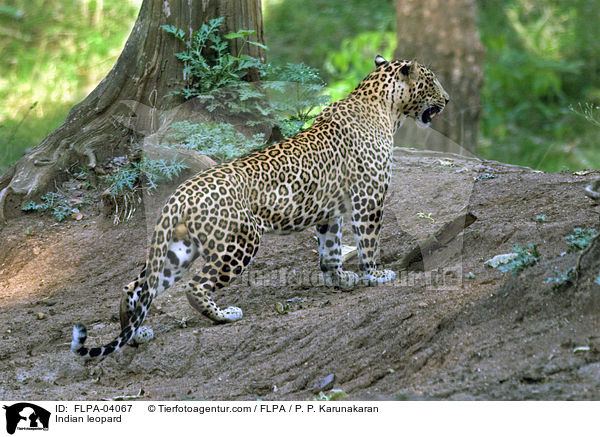 Indischer Leopard / Indian leopard / FLPA-04067