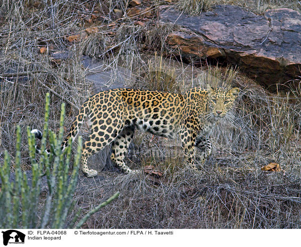 Indischer Leopard / Indian leopard / FLPA-04068