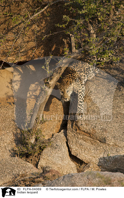 Indian leopard / FLPA-04069