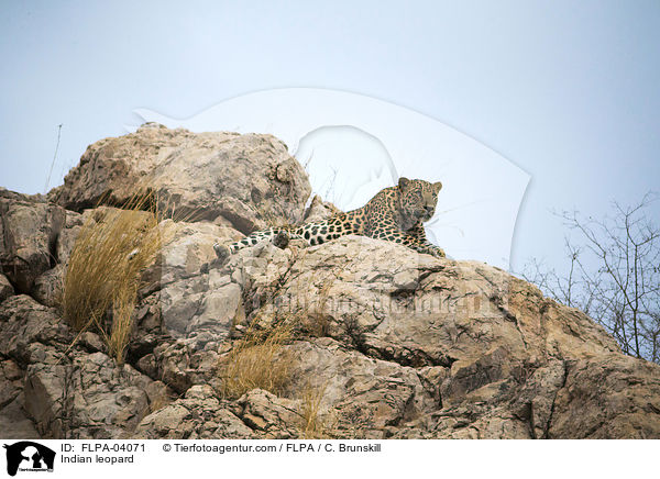 Indischer Leopard / Indian leopard / FLPA-04071