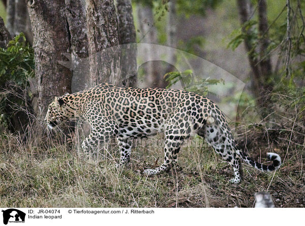 Indischer Leopard / Indian leopard / JR-04074