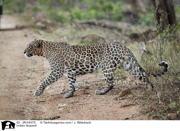 Indischer Leopard / Indian leopard / JR-04075