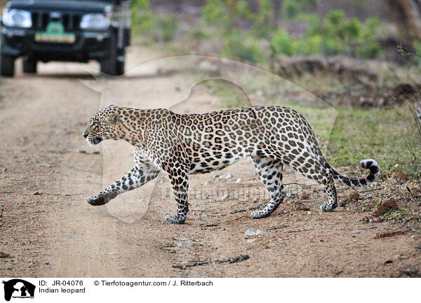 Indian leopard / JR-04076