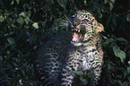 young Indian leopard