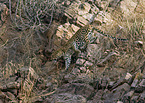 Indian leopard