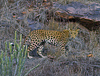 Indian leopard