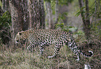 Indian leopard