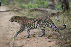 Indian leopard