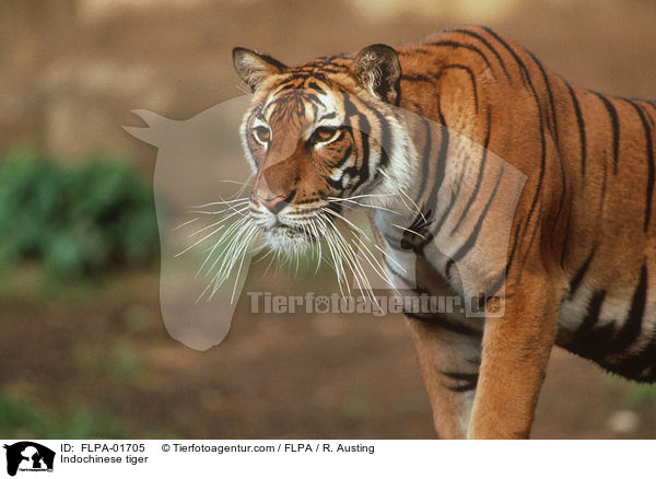 Indochinese tiger / FLPA-01705