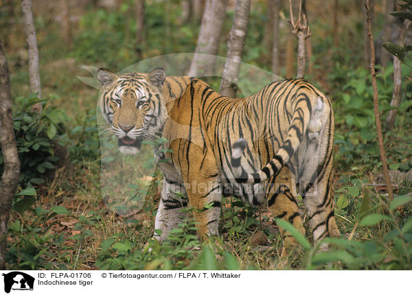 Indochinesischer Tiger / Indochinese tiger / FLPA-01706