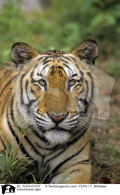 Indochinesischer Tiger / Indochinese tiger / FLPA-01707