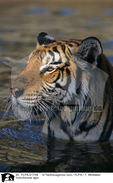 Indochinesischer Tiger / Indochinese tiger / FLPA-01708