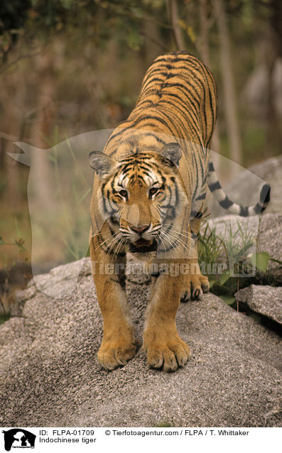 Indochinese tiger / FLPA-01709