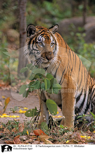 Indochinese tiger / FLPA-01710