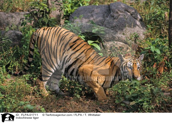 Indochinese tiger / FLPA-01711