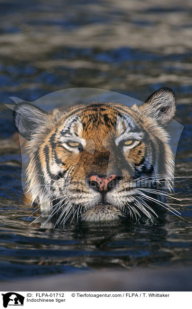 Indochinesischer Tiger / Indochinese tiger / FLPA-01712