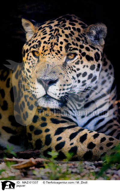 jaguar / MAZ-01337