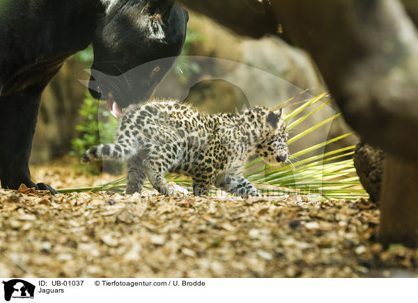 Jaguare / Jaguars / UB-01037