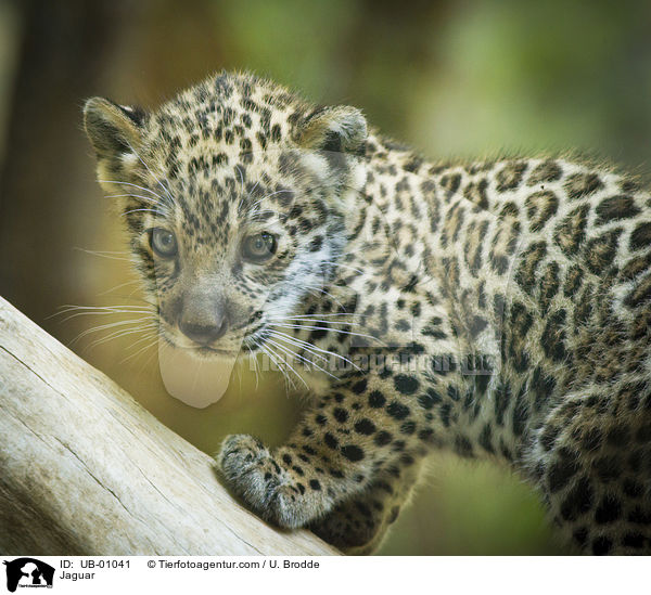 Jaguar / Jaguar / UB-01041