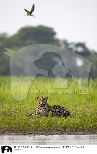 Jaguar / Jaguar / FLPA-04117