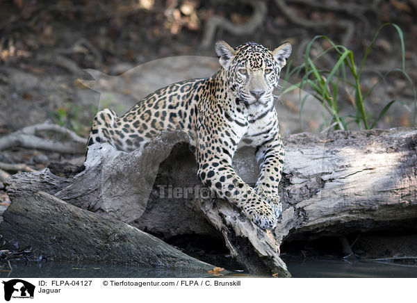 Jaguar / Jaguar / FLPA-04127