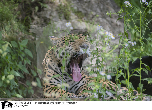 liegender Jaguar / lying Jaguar / PW-08284