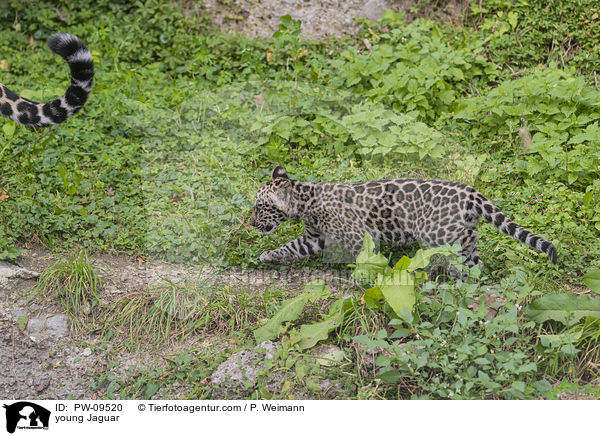 junger Jaguar / young Jaguar / PW-09520