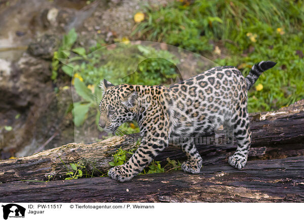 Jaguar / Jaguar / PW-11517
