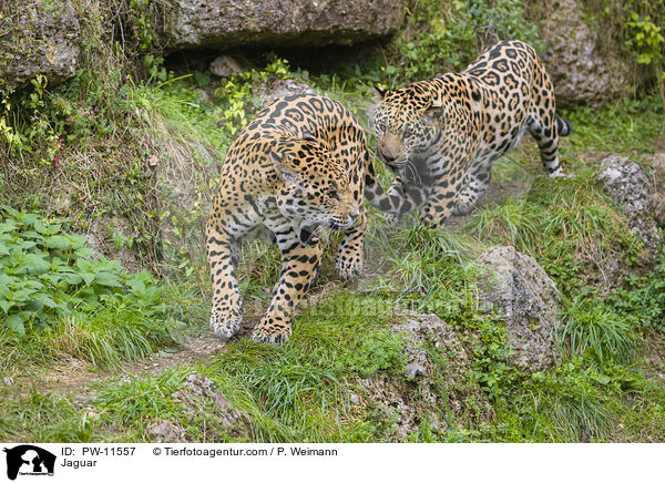 Jaguar / Jaguar / PW-11557