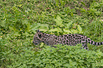 young Jaguar