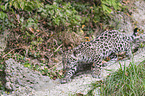 young Jaguar