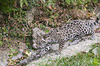 young Jaguar