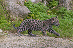 young Jaguar