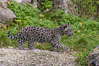young Jaguar