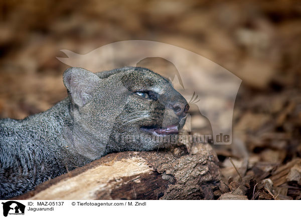 Jaguarundi / Jaguarundi / MAZ-05137