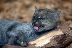 Jaguarundi