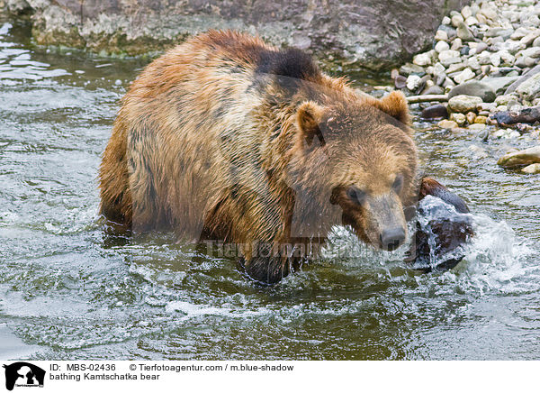badender Kamtschatkabr / bathing Kamtschatka bear / MBS-02436