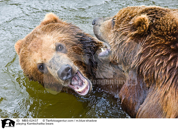 spielende Kamtschatkabren / playing Kamtschatka bears / MBS-02437