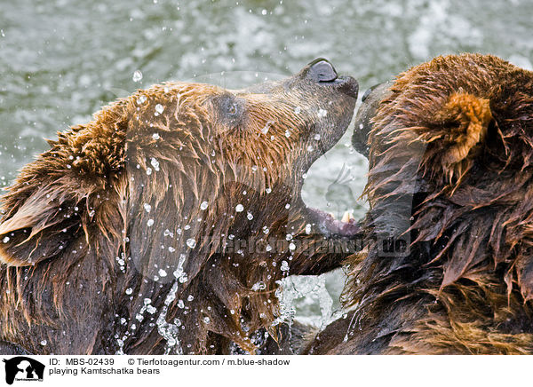 spielende Kamtschatkabren / playing Kamtschatka bears / MBS-02439