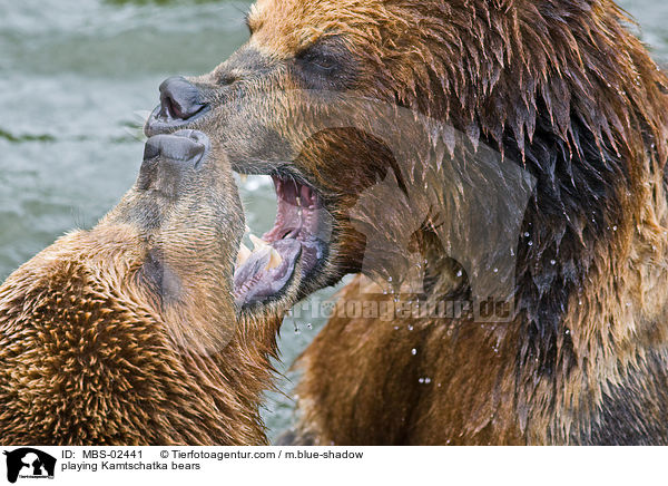 spielende Kamtschatkabren / playing Kamtschatka bears / MBS-02441