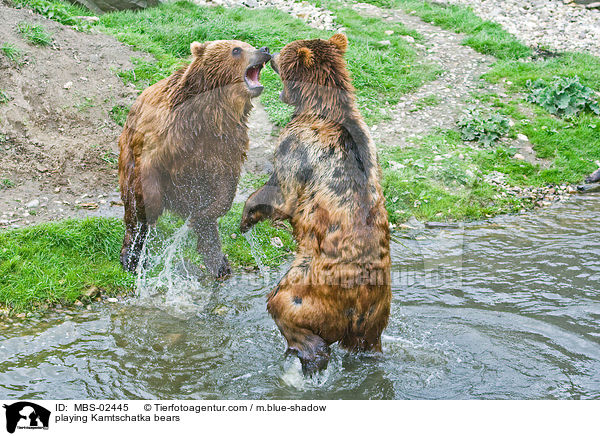 spielende Kamtschatkabren / playing Kamtschatka bears / MBS-02445