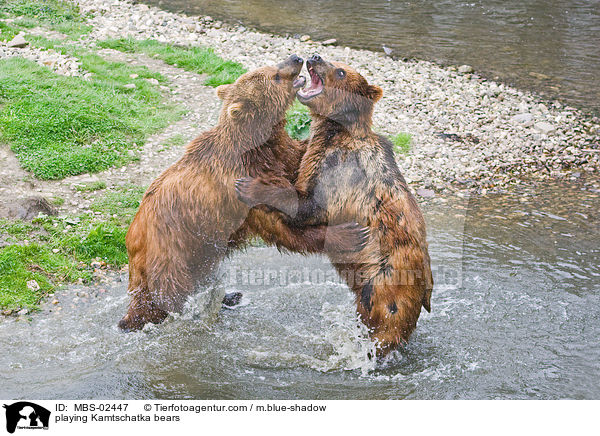 spielende Kamtschatkabren / playing Kamtschatka bears / MBS-02447