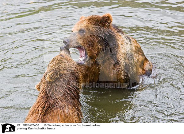 spielende Kamtschatkabren / playing Kamtschatka bears / MBS-02451