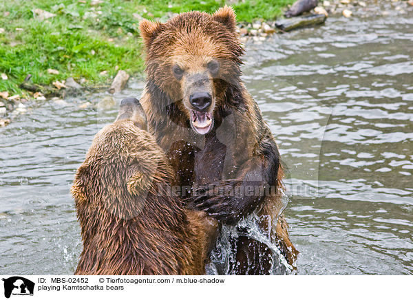 spielende Kamtschatkabren / playing Kamtschatka bears / MBS-02452