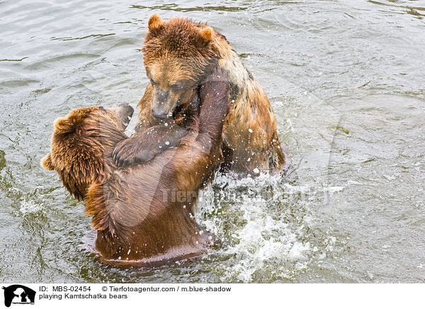 spielende Kamtschatkabren / playing Kamtschatka bears / MBS-02454