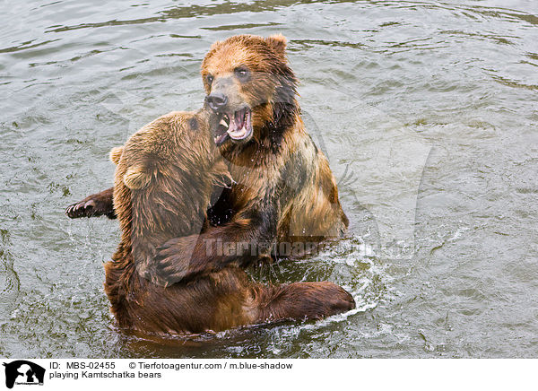 playing Kamtschatka bears / MBS-02455