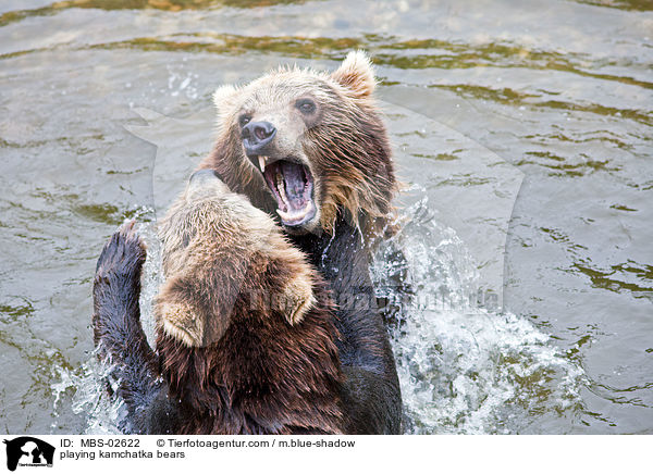 spielende Kamtschatkabren / playing kamchatka bears / MBS-02622