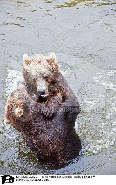 spielende Kamtschatkabren / playing kamchatka bears / MBS-02623