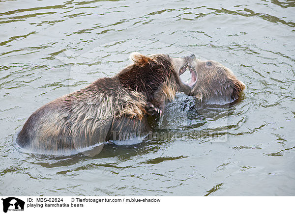 spielende Kamtschatkabren / playing kamchatka bears / MBS-02624