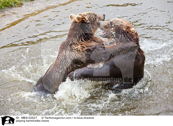 spielende Kamtschatkabren / playing kamchatka bears / MBS-02627